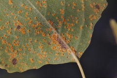 Melampsora occidentalis