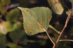 Melampsora occidentalis