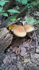 Lacrymaria echiniceps