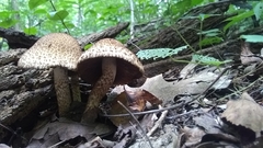 Lacrymaria echiniceps