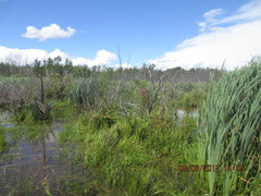 Microvelia pulchella