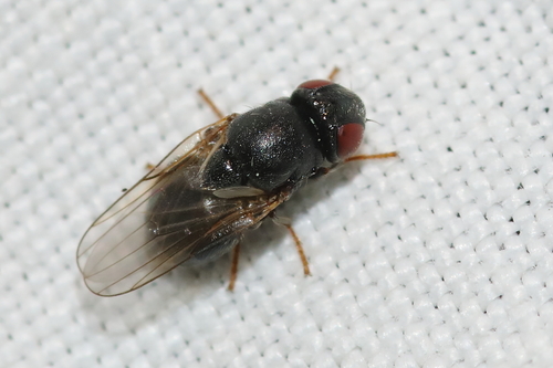 Lipara pullitarsis