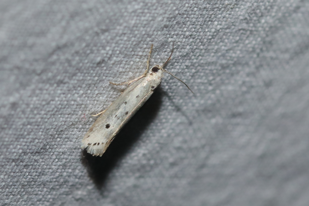 Five-spot Ermel