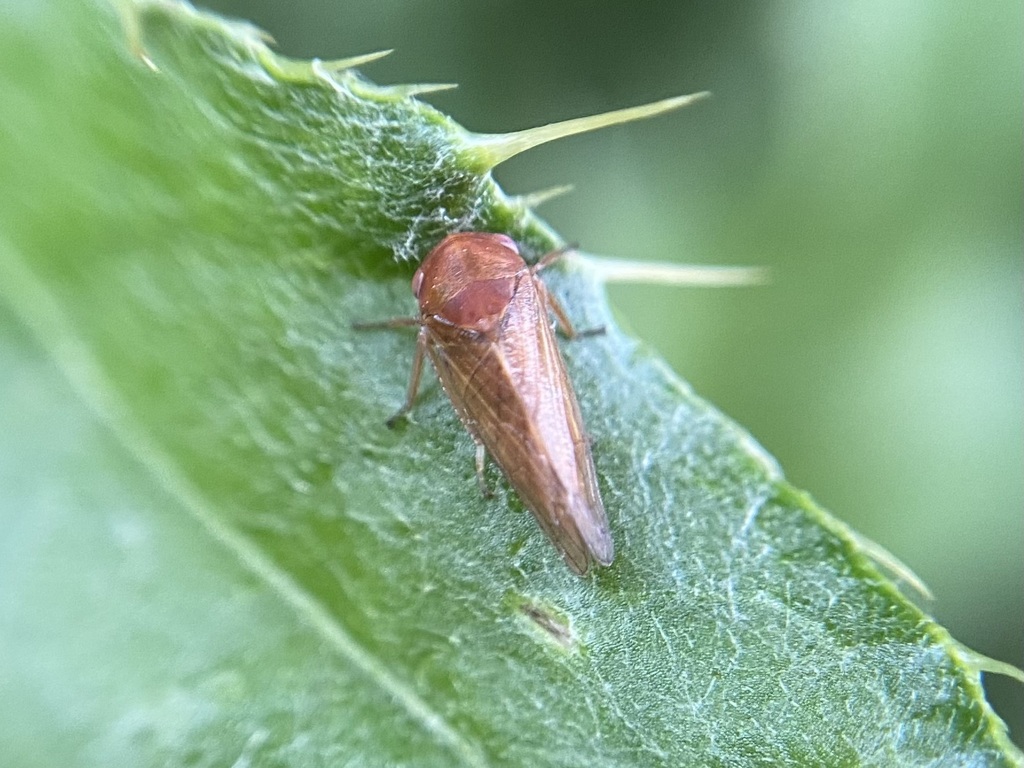 Oncopsis avellanae