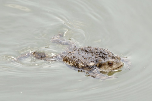 Asiatic Toad