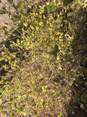 Cordylanthus rigidus