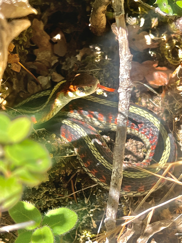 iNaturalist observation photo of Common Garter Snake