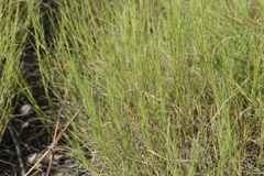Muhlenbergia cuspidata