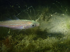 Pollachius pollachius