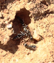 Ophthalmopone hottentota