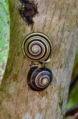 Caracolus