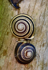 Caracolus
