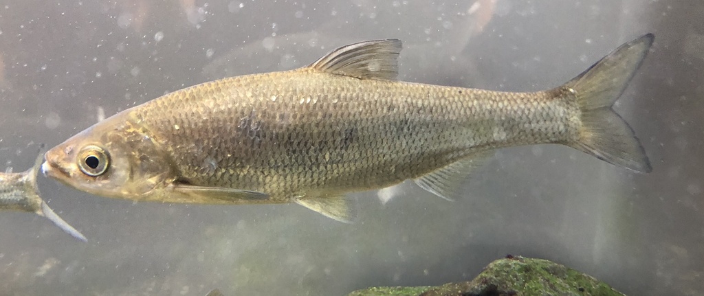 Lakeweed Chub