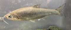 Lakeweed Chub photo 1