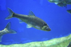 Lakeweed Chub photo 2