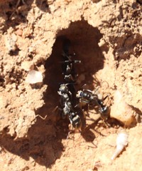 Ophthalmopone hottentota