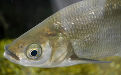 Lakeweed Chub photo 3