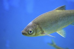Lakeweed Chub photo 4