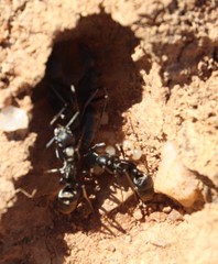 Ophthalmopone hottentota
