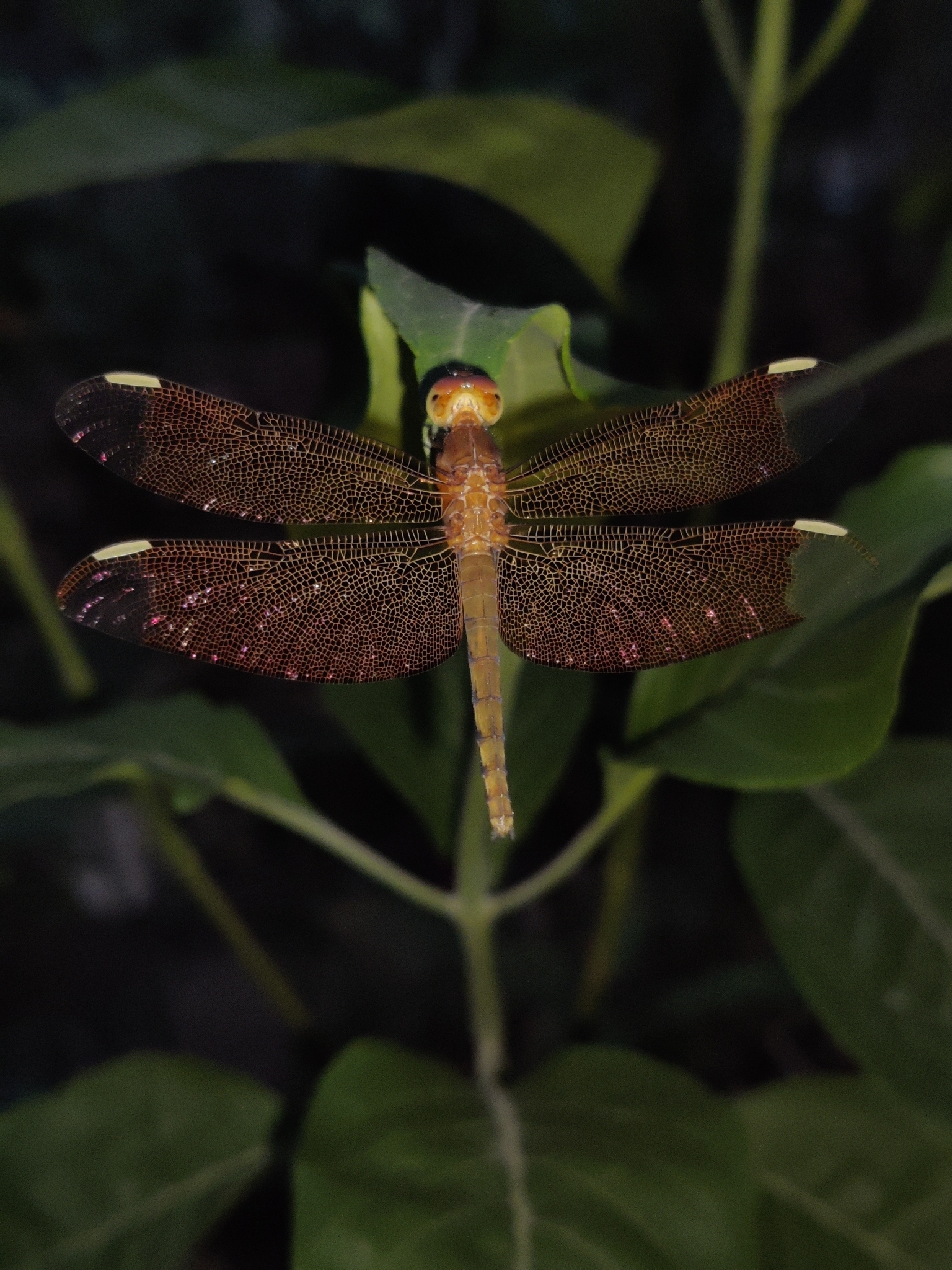 Fulvous Forest Skimmer