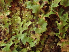 Pseudocyphellaria episticta