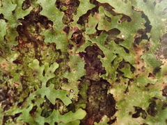 Pseudocyphellaria episticta