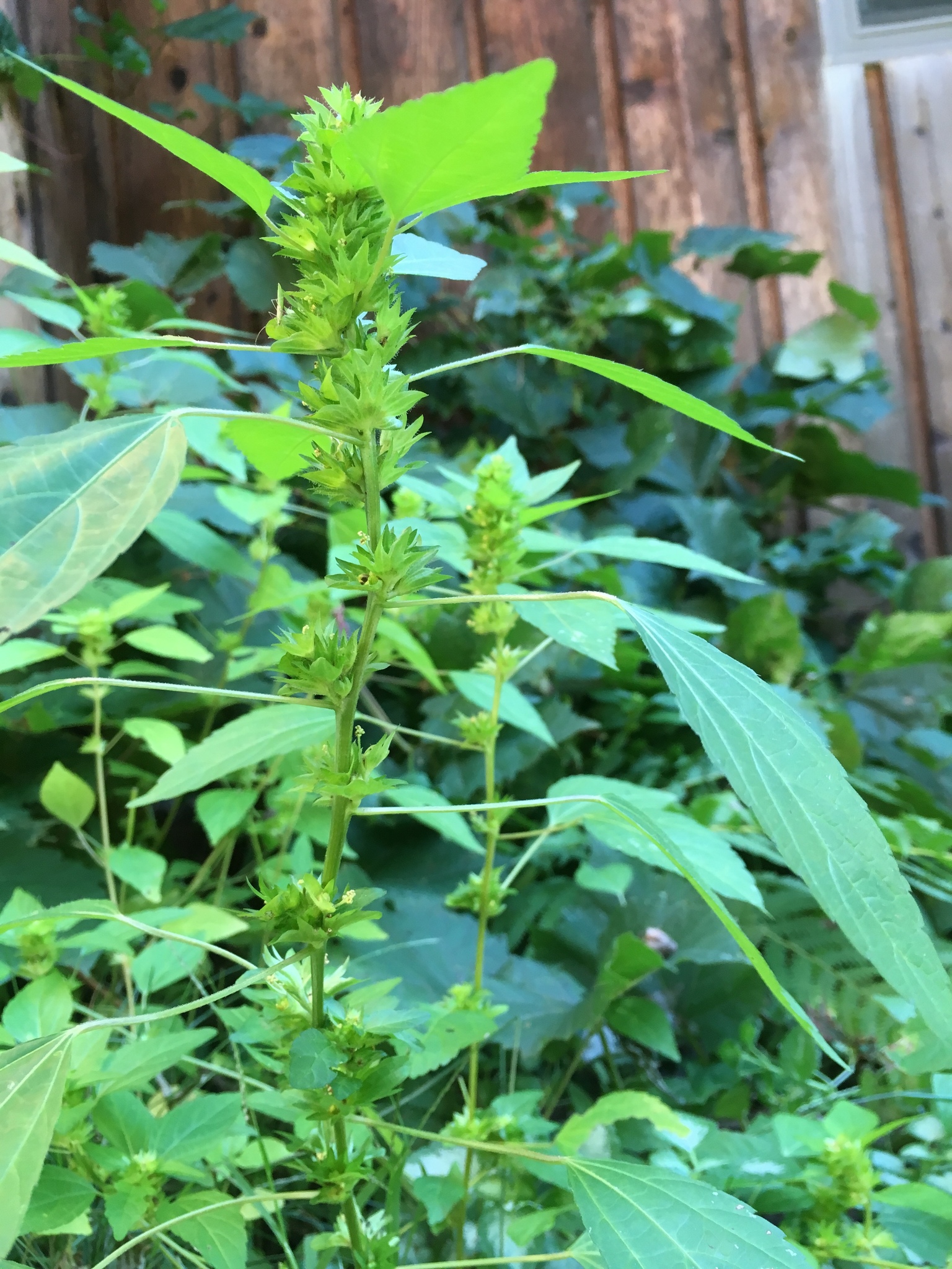 Acalypha rhomboidea