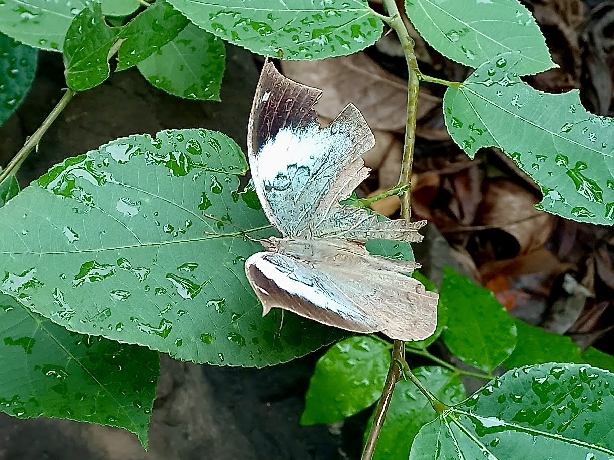 Sahyadri Blue Oakleaf