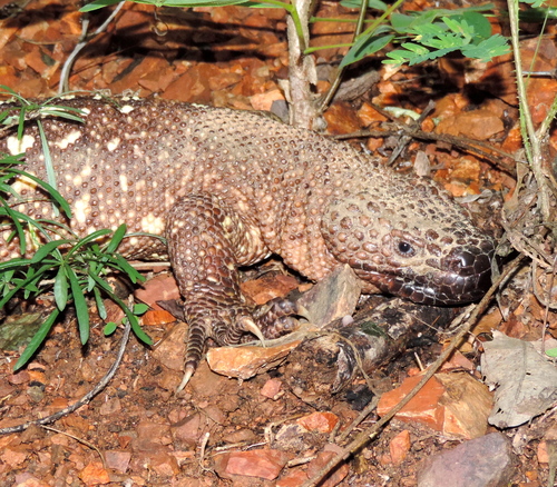 Heloderma horridum