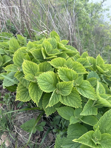 Tonic Teacost (Isodon japonicus)