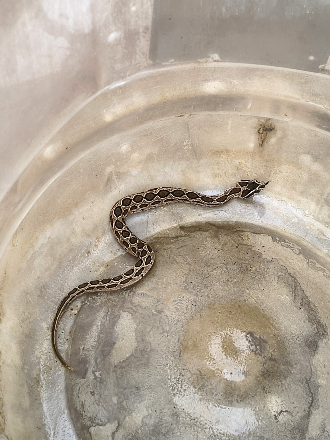 Russell's Viper