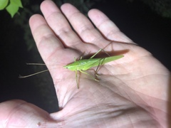 Neoconocephalus nebrascensis