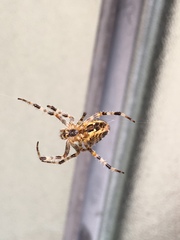 Araneus diadematus