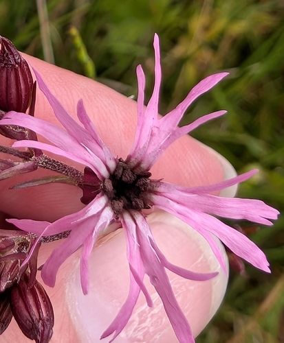 Microbotryum coronariae