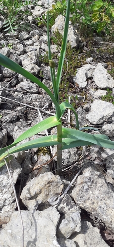 Allium obliquum