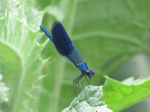 Banded demoiselle
