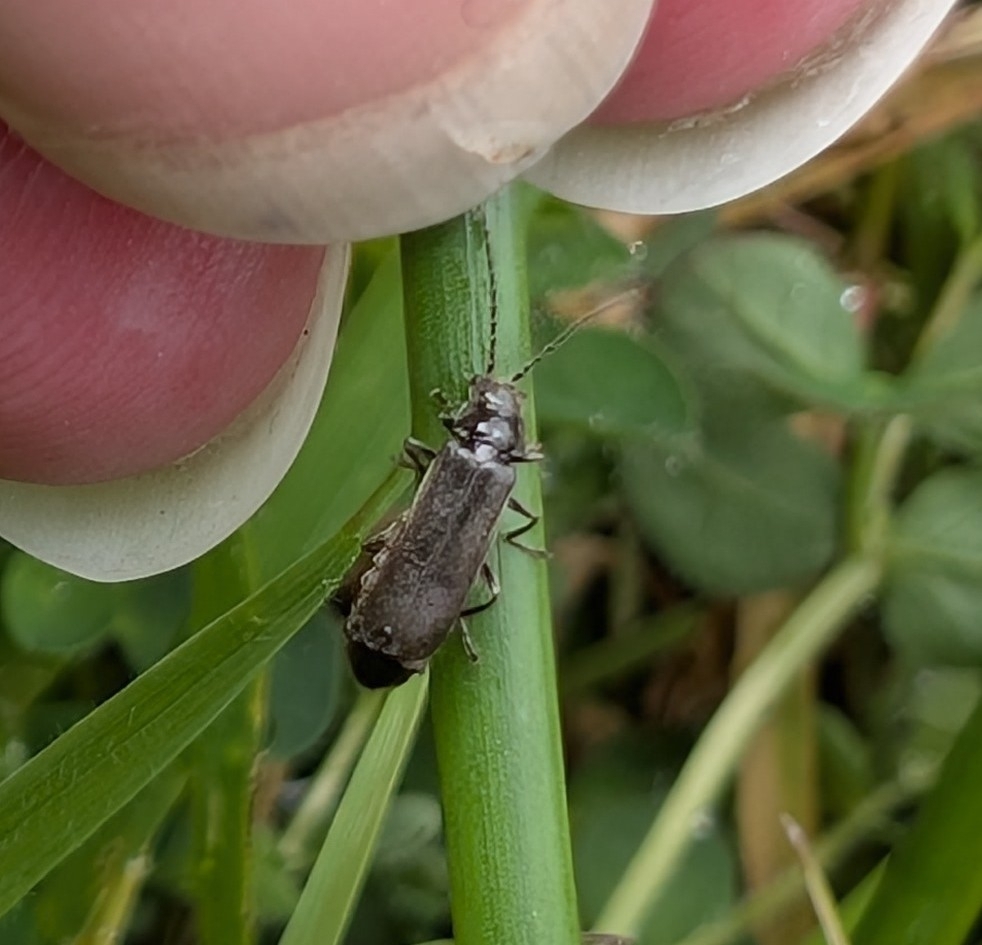 Cantharis paludosa