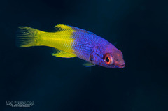 Spanish Hogfish photo 5