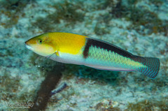 Yellowhead Wrasse photo 1