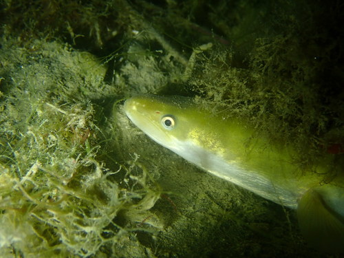 European Eel