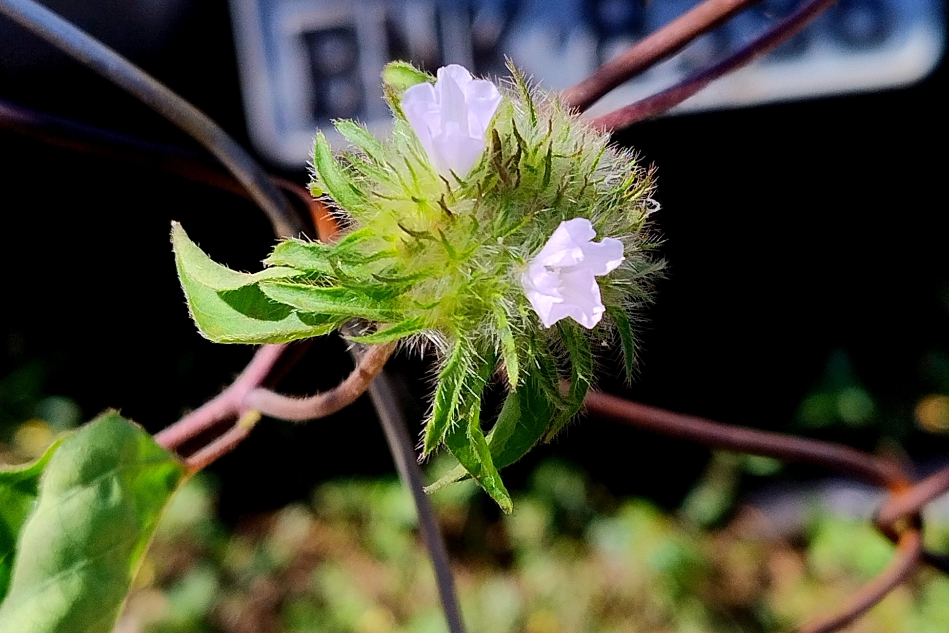 Jacquemontia tamnifolia
