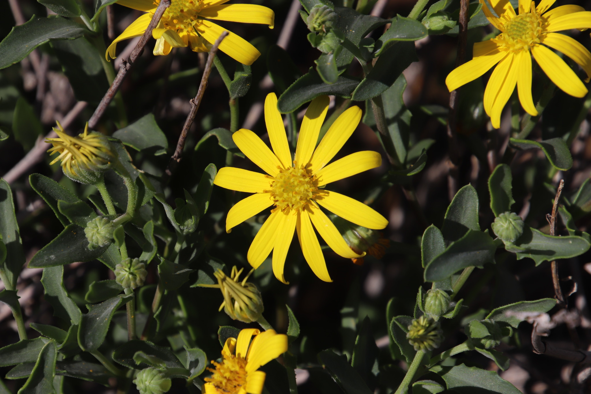 Osteospermum sinuatum
