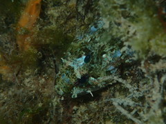 Taurulus bubalis
