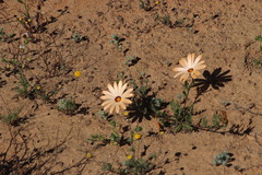 Dimorphotheca pinnata