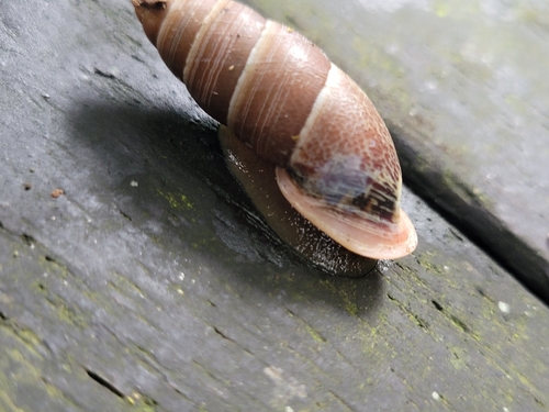 Bahiensis punctatissimus