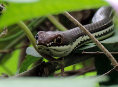 Masticophis bilineatus