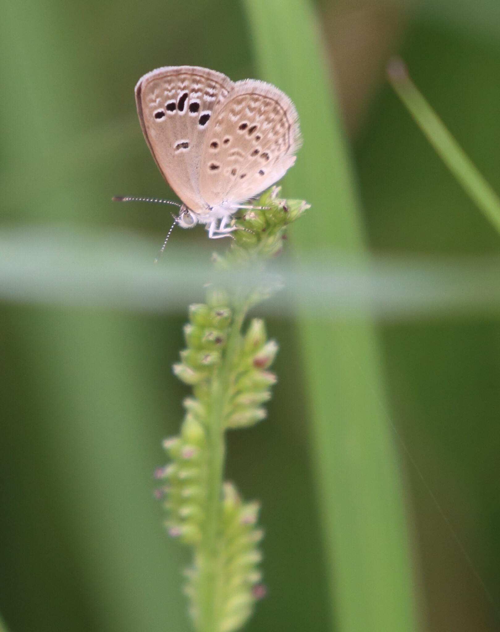 Lesser Grass Blue