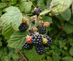 Rubus dasyphyllus
