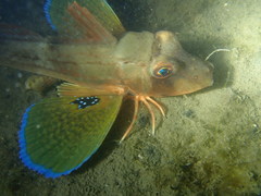 Chelidonichthys lucerna
