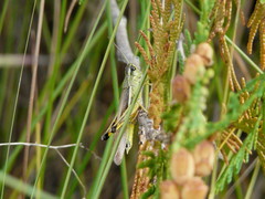 Stethophyma lineatum